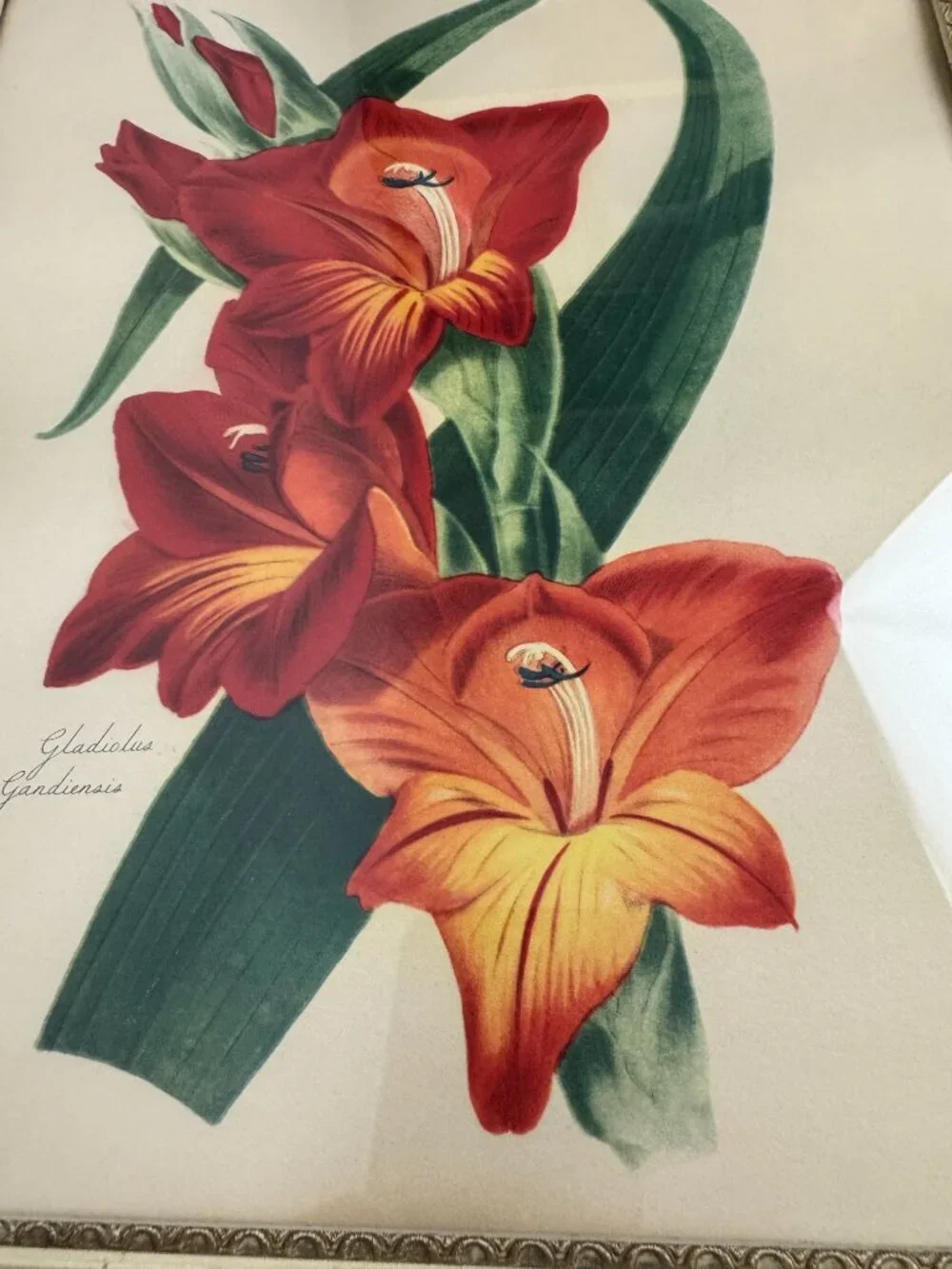Vintage Joseph Paxton Gladiolus Gandiensis Flower Framed Botanical Watercolour